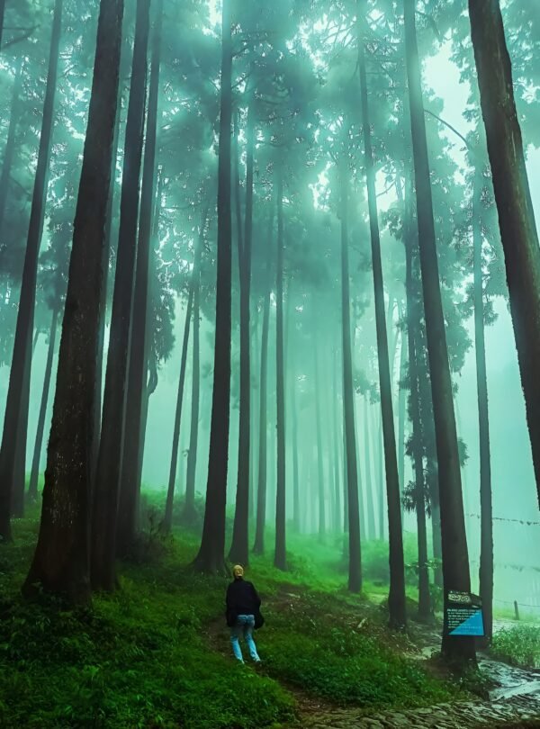 Lamahatta Eco Park