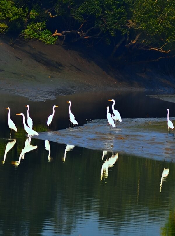 Sundarban National Park, Calcutta, West Bengal, India