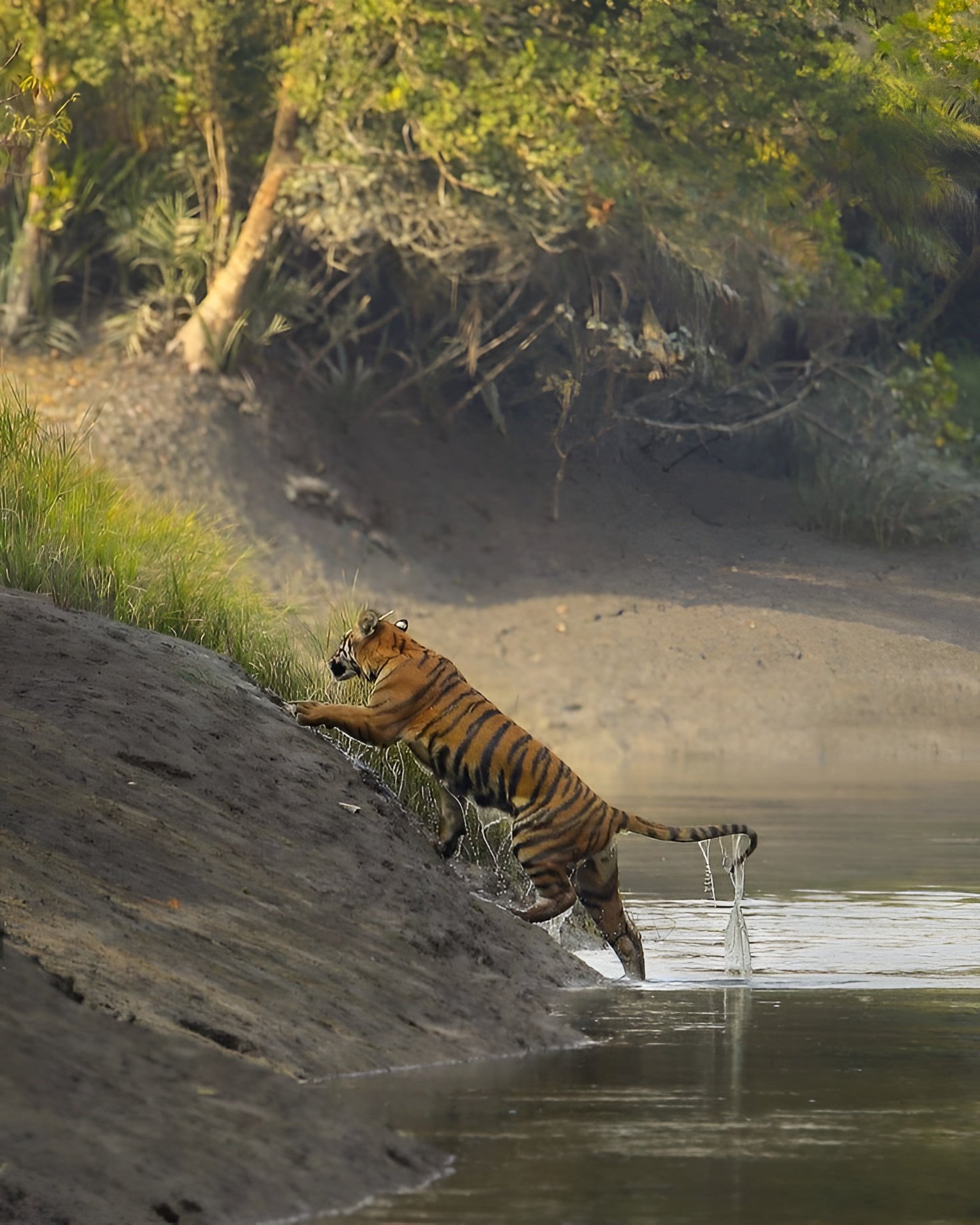 Royal Bengal Tiger, Sundarban National Park, Calcutta, West Bengal, India