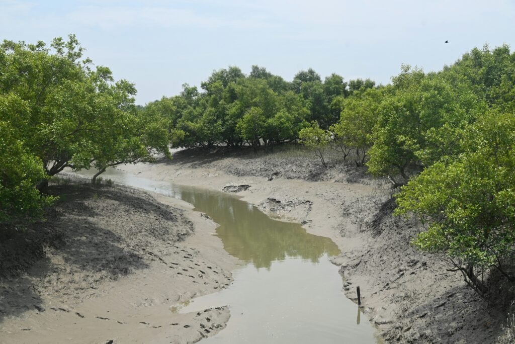 Sundarban National Park, Calcutta, West Bengal, India