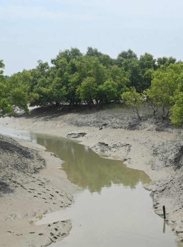 Sundarban National Park, Calcutta, West Bengal, India