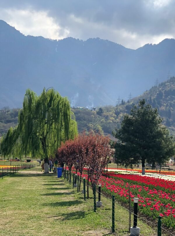 Indira Gandhi Memorial Tulip Garden, Jammu and Kashmir, Cheshma Shahi Road, Rainawari, Srinagar