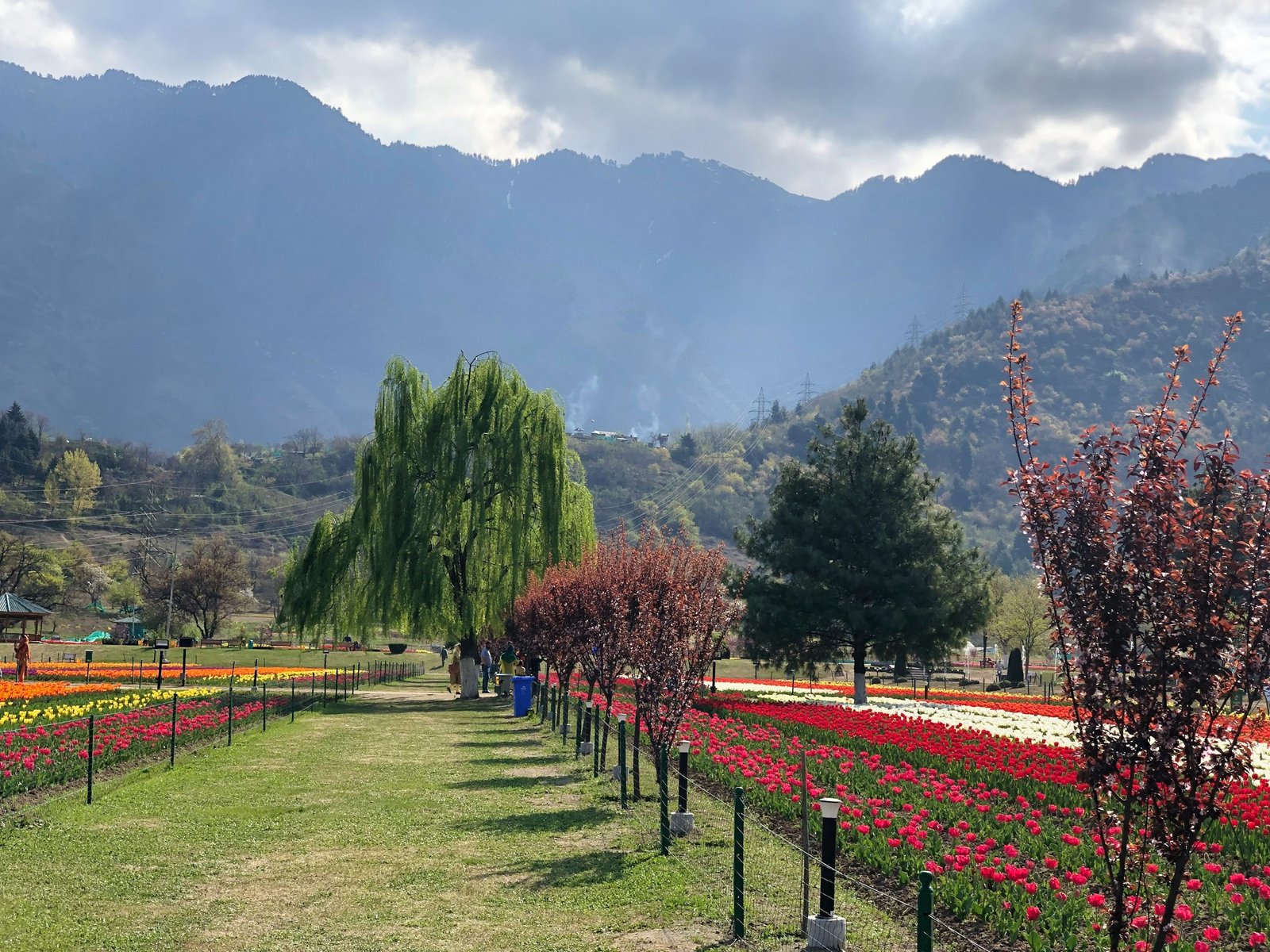Indira Gandhi Memorial Tulip Garden, Jammu and Kashmir, Cheshma Shahi Road, Rainawari, Srinagar