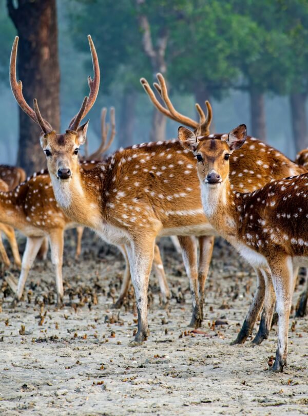 Sundarban National Park, Calcutta, West Bengal, India