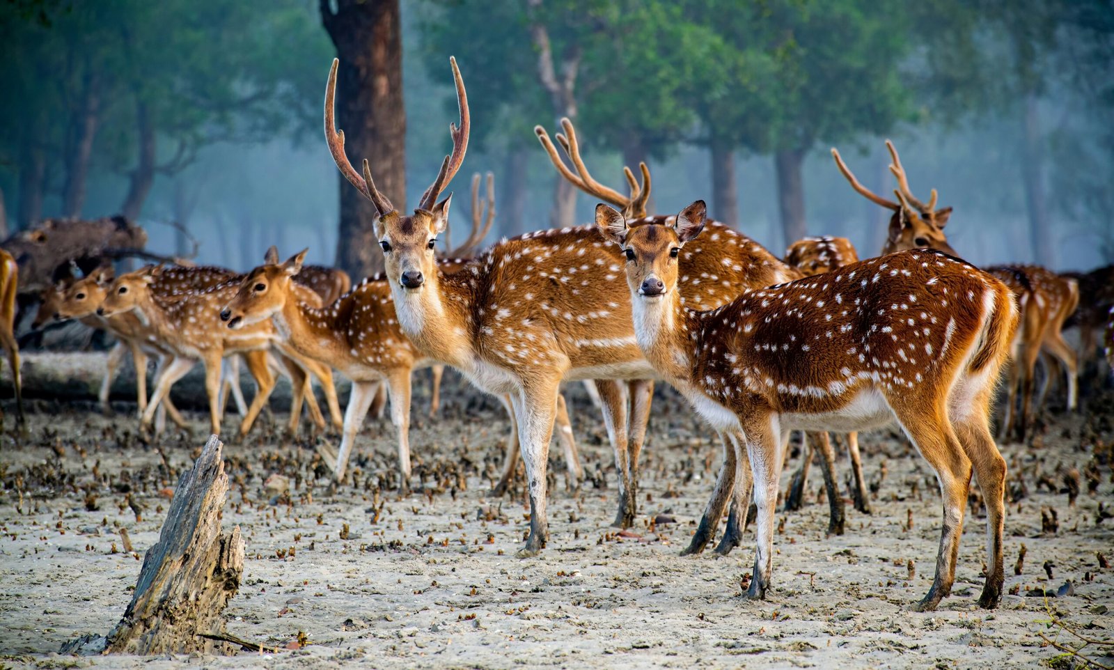 Sundarban National Park, Calcutta, West Bengal, India