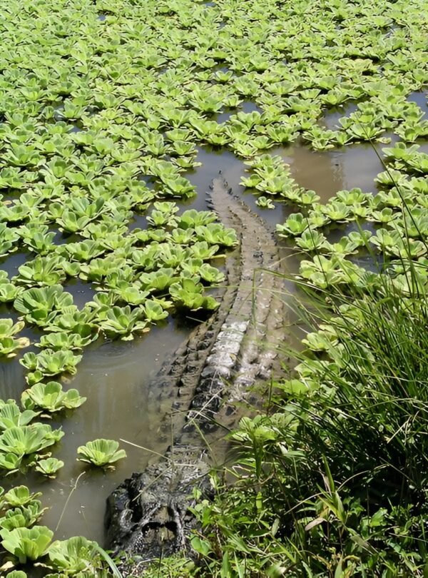 Crocodiles, Sundarban National Park, Calcutta, West Bengal, India