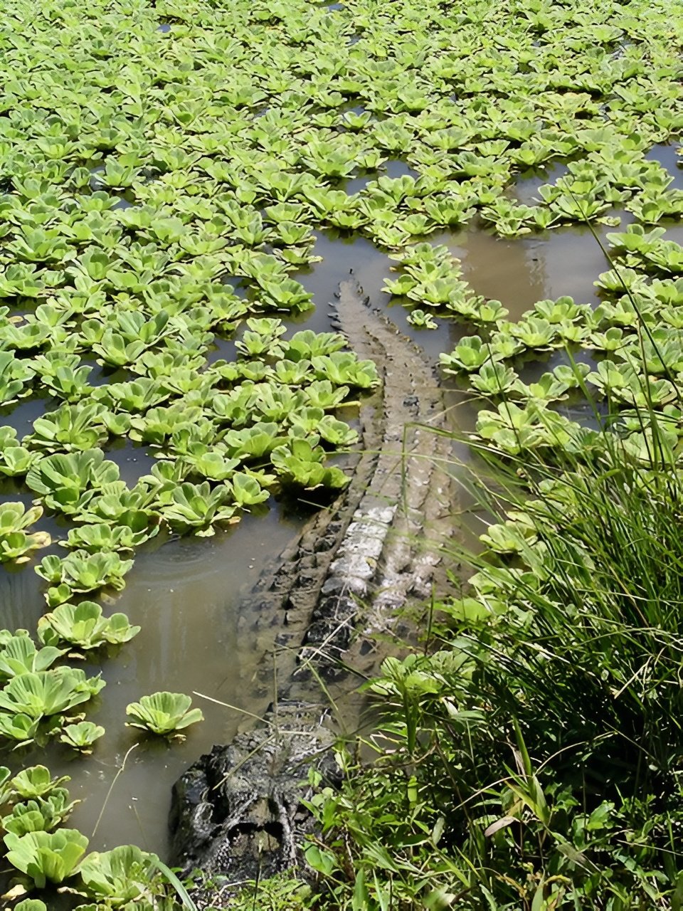 Crocodiles, Sundarban National Park, Calcutta, West Bengal, India