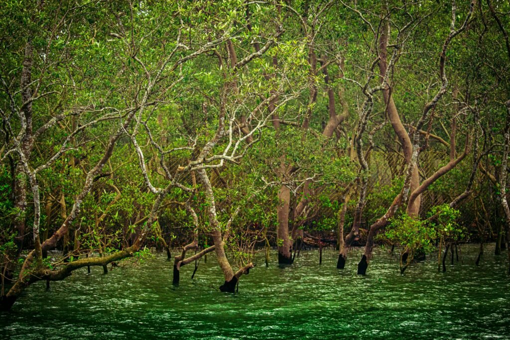 Sundarban National Park, Calcutta, West Bengal, India