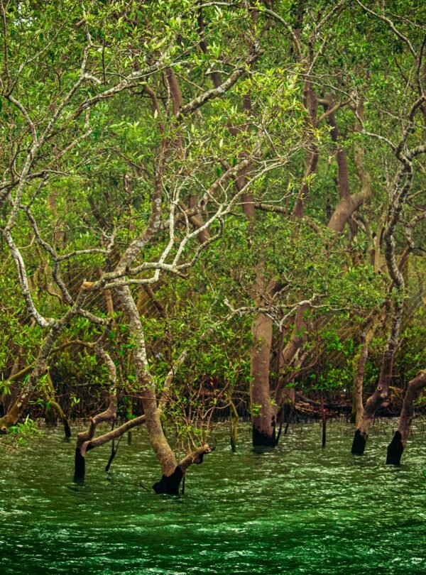 Sundarban National Park, Calcutta, West Bengal, India