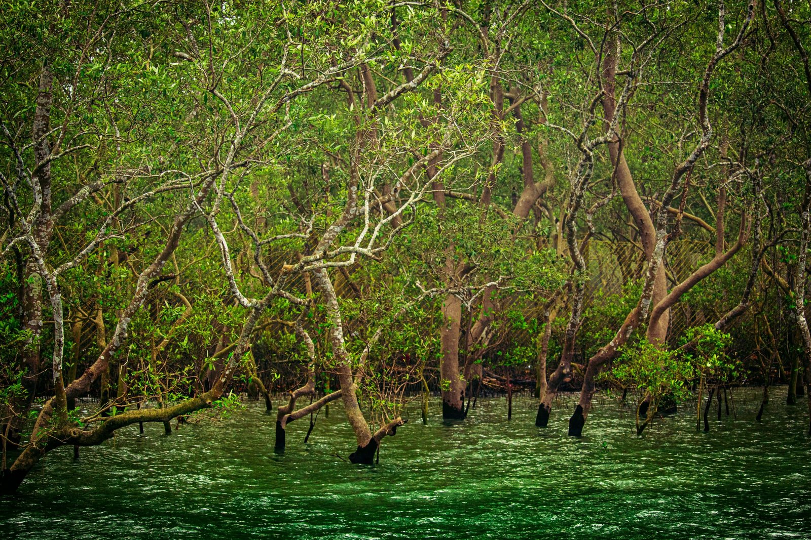 Sundarban National Park, Calcutta, West Bengal, India