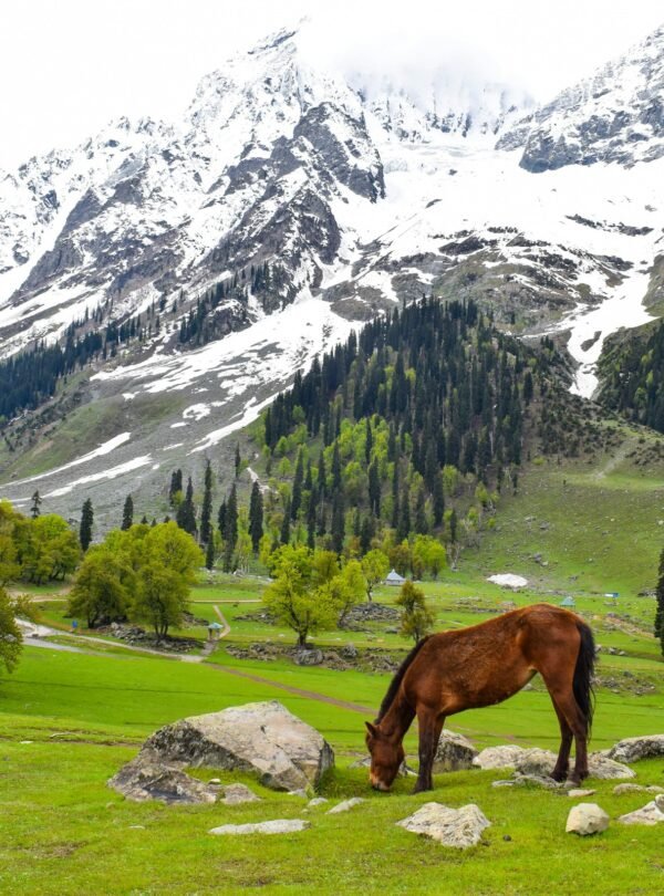 Thajiwas glacier, Sonmarg, Kashmir, Forest Block