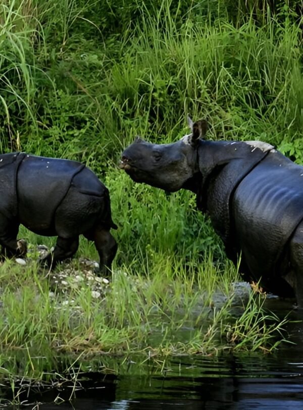 Dooars Women-Only Group Tour 3 Nights 4 Days