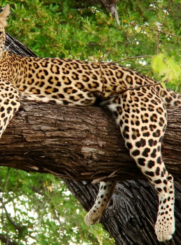 Dooars Women-Only Group Tour 3 Nights 4 Days
