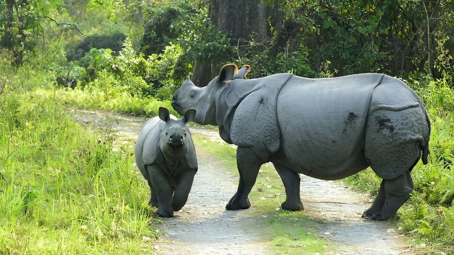 Silver Lines Travel to Manas National Park Tour Packages with Low Cost Car Rental Picsart AiImageEnhancer