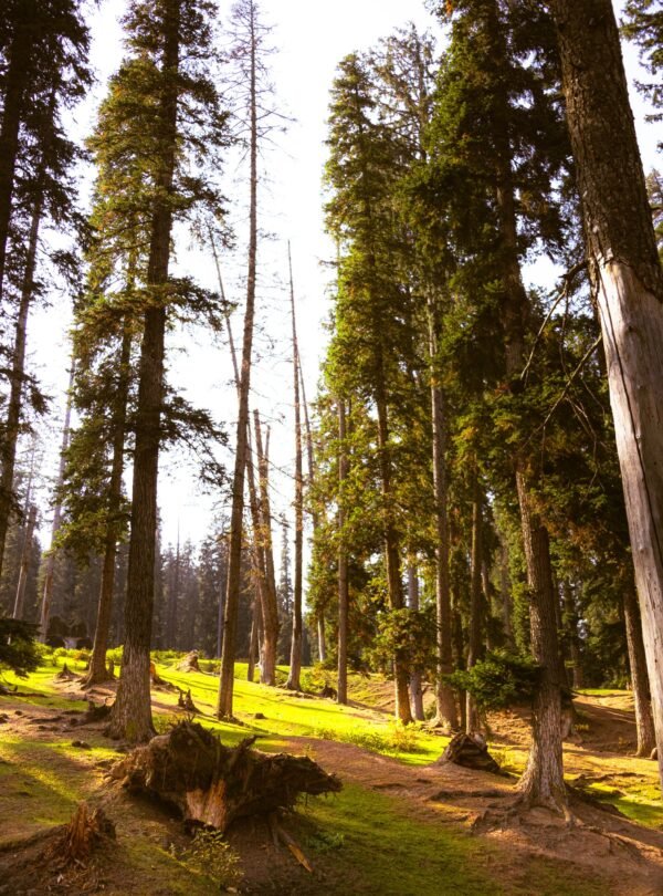 Kashmir with Doodhpathri Tour Package 6 Nights 7 Days