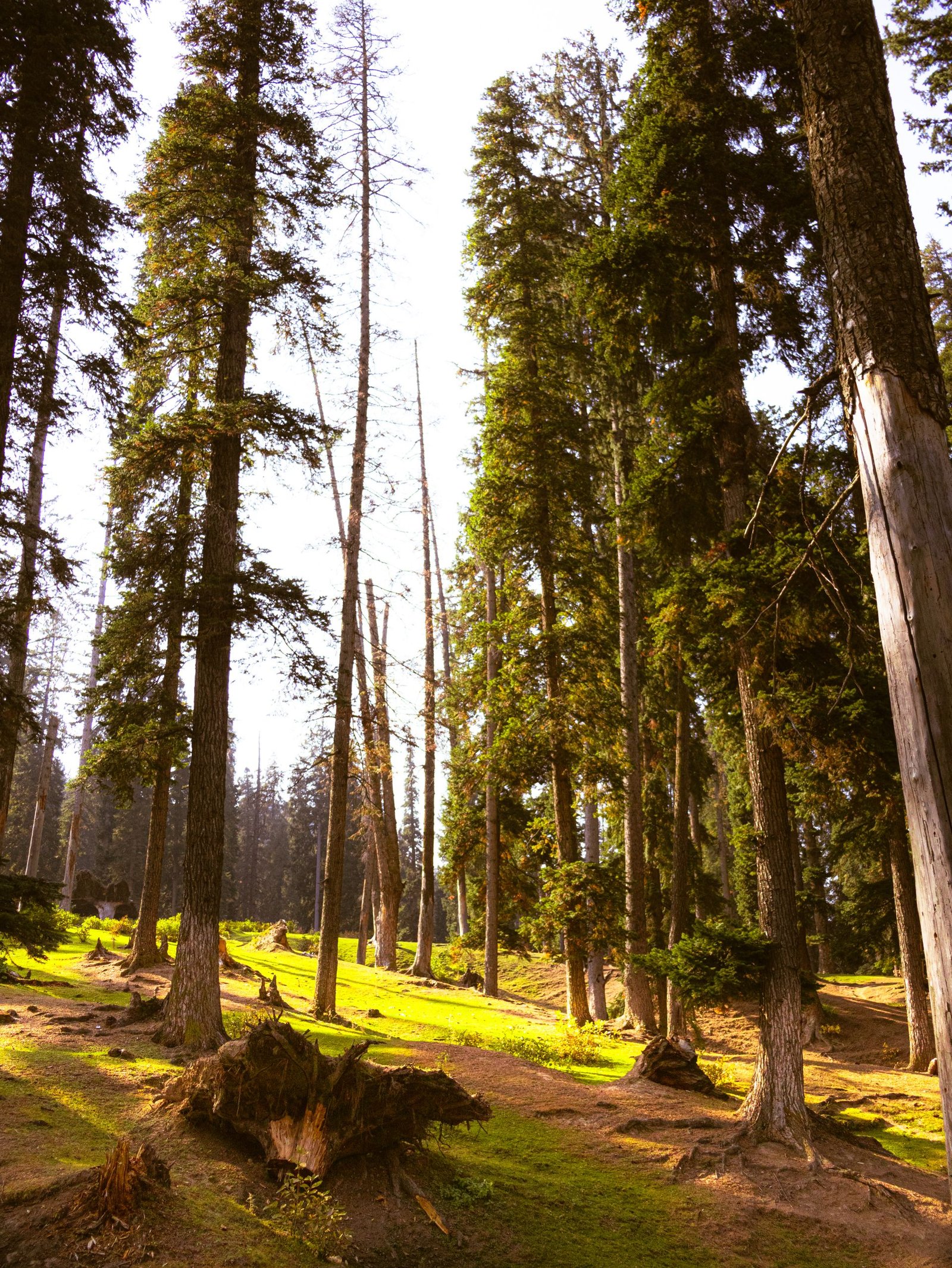 Kashmir with Doodhpathri Tour Package 6 Nights 7 Days